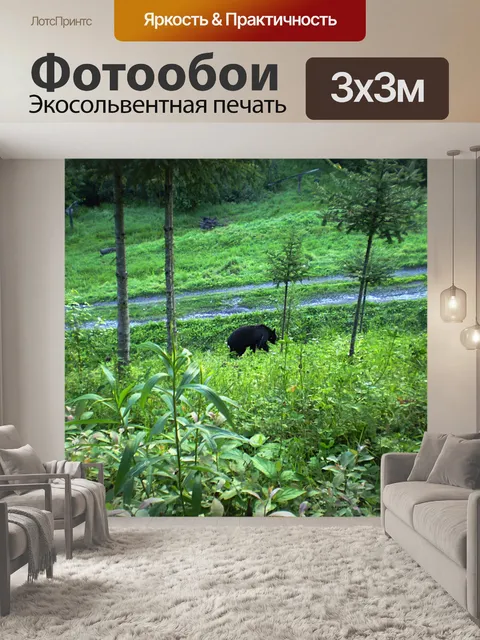 Фотообои Черный медведь
