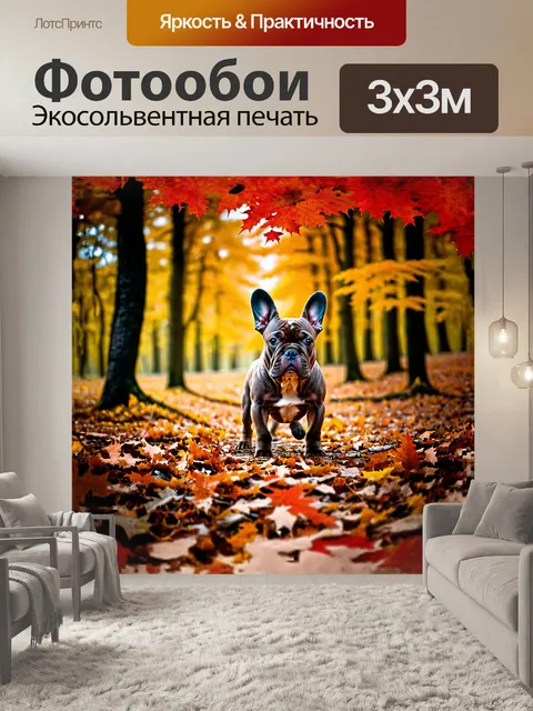 Фотообои французский бульдог, исследующий осенний лес, среди ярких красных и желтых листьев, которые медленно падают…