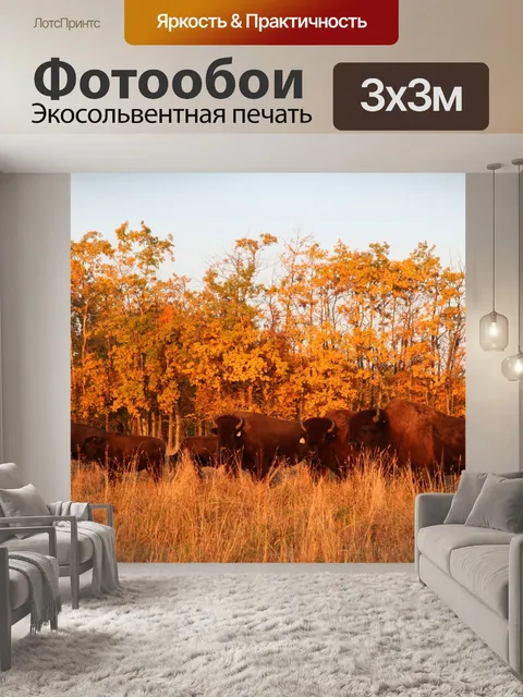 Фотообои Буйвол в осеннем свете