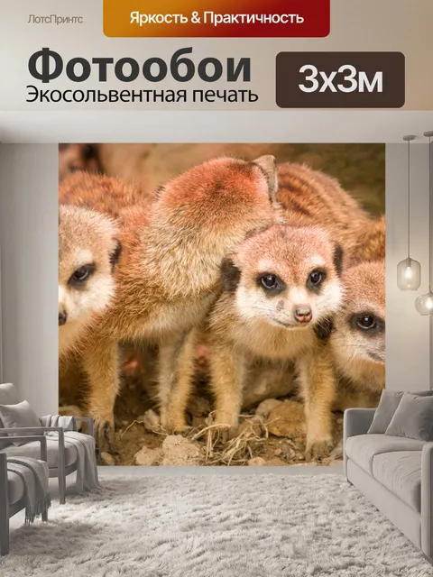 Фотообои Сурикаты