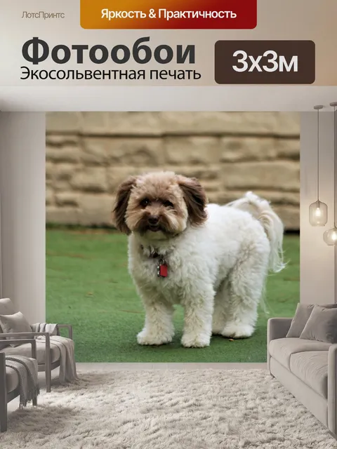 Фотообои Коричнево-белая собака помапу