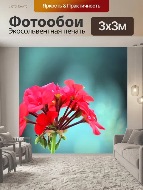 Фотообои красный цветок герани в саду