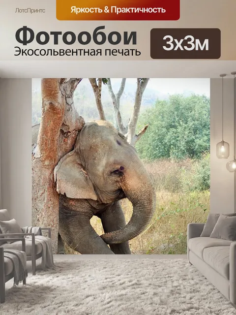 Фотообои Слон