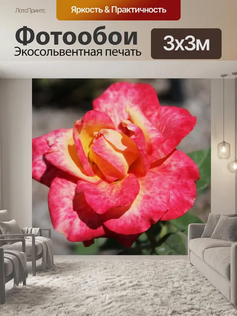 Фотообои Красная роза