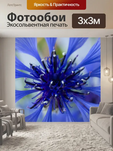 Фотообои Васильки