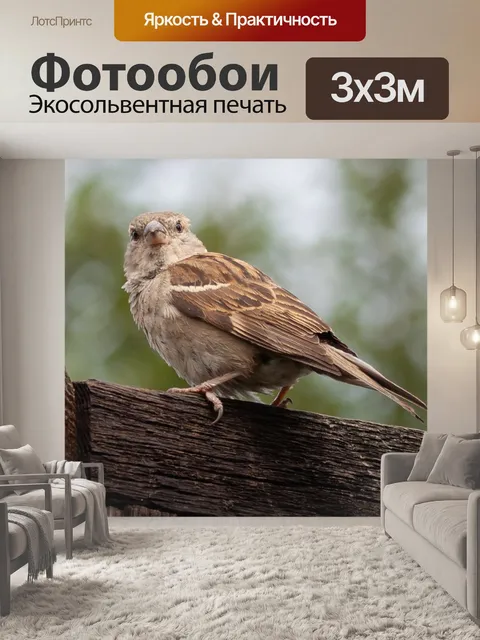 Фотообои Воробей