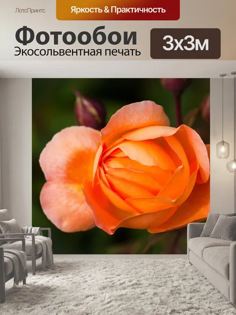 Фотообои Английская кустовая роза