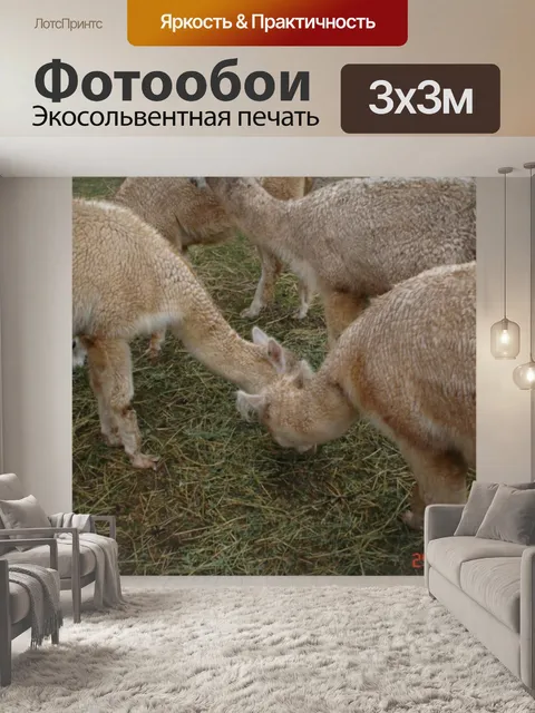 Фотообои Альпака