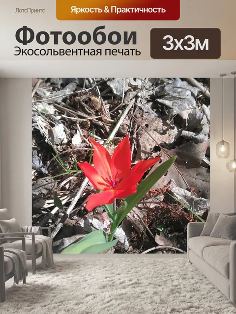 Фотообои Тюльпан