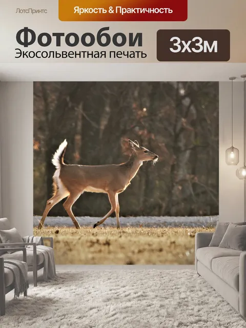 Фотообои Молодой белохвостый олень зимой