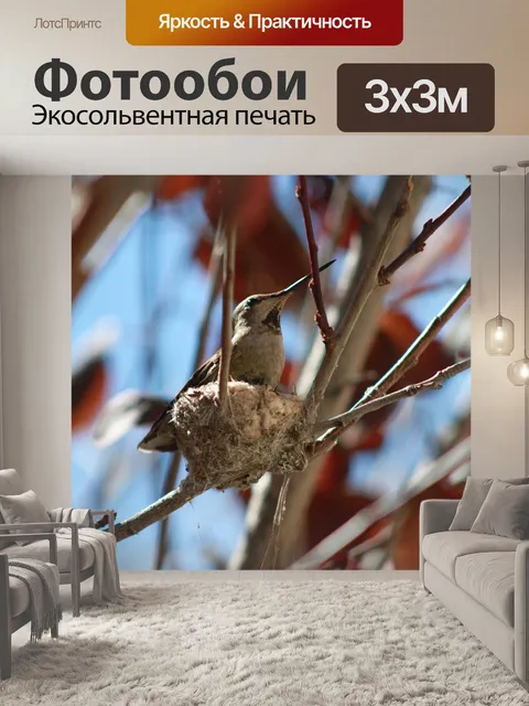 Фотообои Колибри