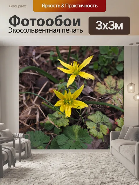 Фотообои Лес желтая звезда