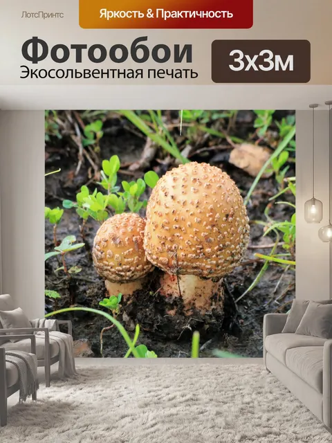 Фотообои Два коричневых ароматных гриба