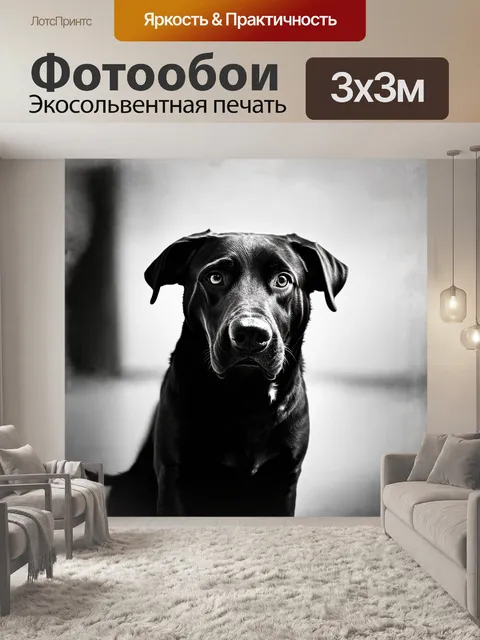 Фотообои высококонтрастное черно-белое изображение лабрадора ретривера