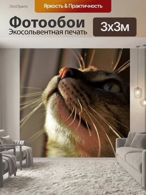 Фотообои Кошка