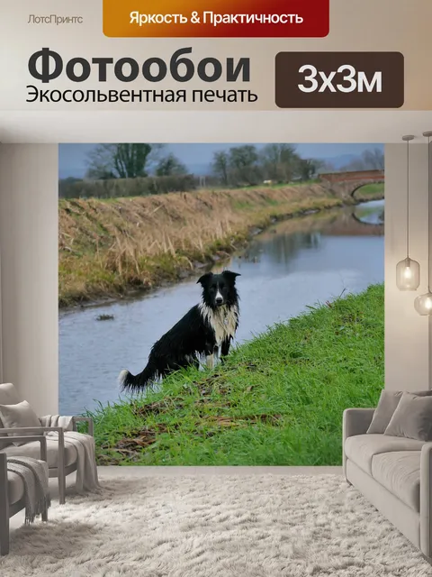 Фотообои Бордер-колли