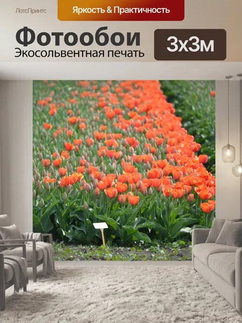 Фотообои Красные тюльпаны