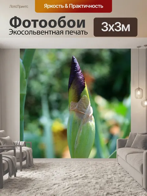 Фотообои ирис цветок бутон