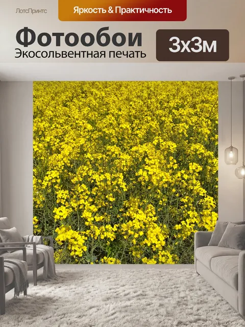 Фотообои Поле рапса Цветет поле рапса