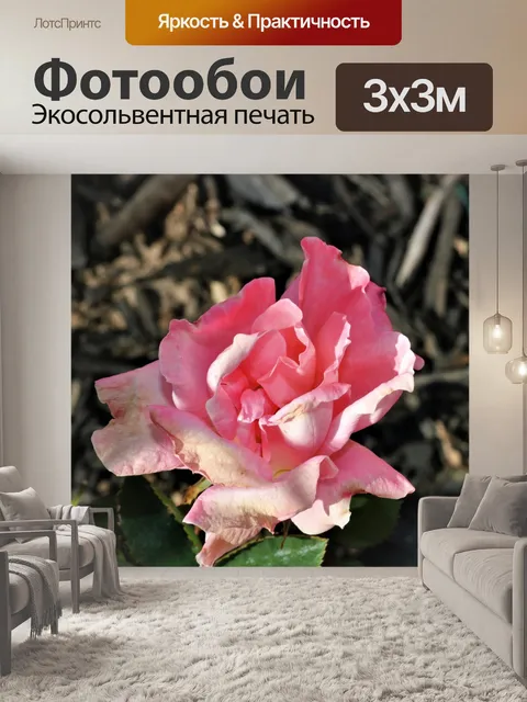 Фотообои Увядающая розовая роза