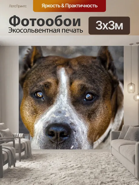 Фотообои Dog