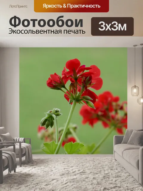 Фотообои Герань красная