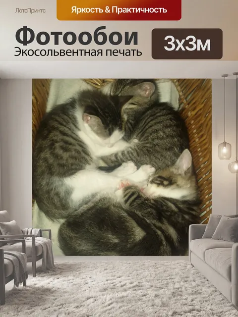 Фотообои Котята Спальные
