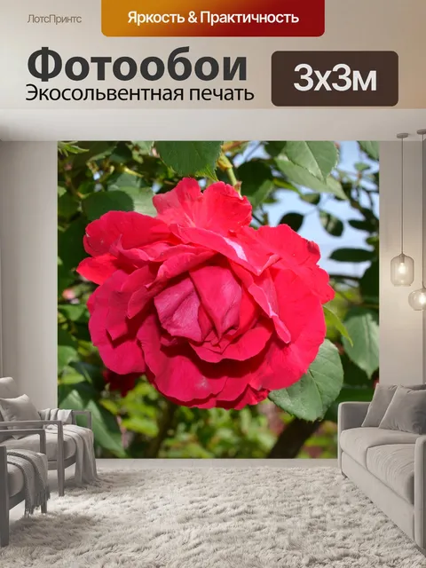 Фотообои Красивые розы