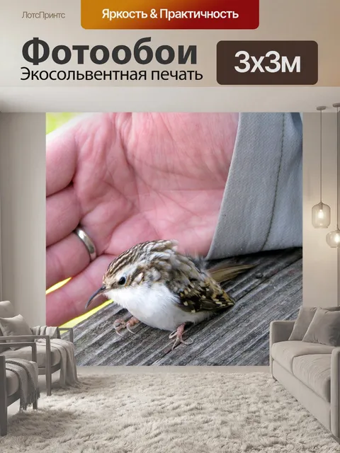 Фотообои Маленькая птица