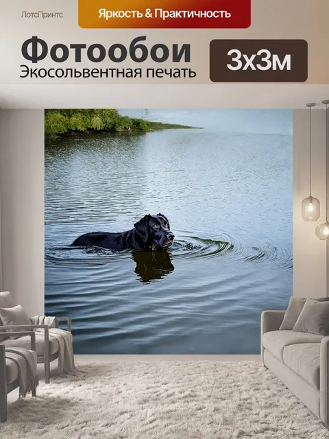 Фотообои черный **ньюфаундленд** плывет в спокойном озере