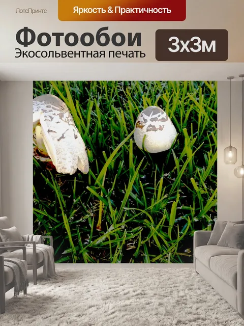 Фотообои Грибы