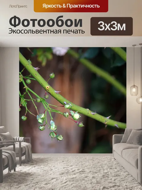Фотообои роза тростниковая с шипами и бутонами ро