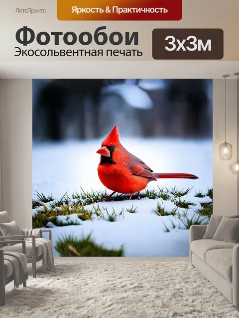 Фотообои яркий кардинал сидит на зимней заснеженной лужайке