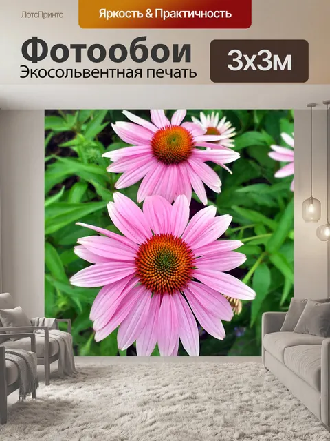 Фотообои Эхинацея полевой цветок садовое растение