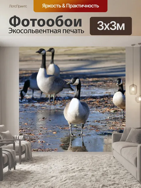 Фотообои Птица