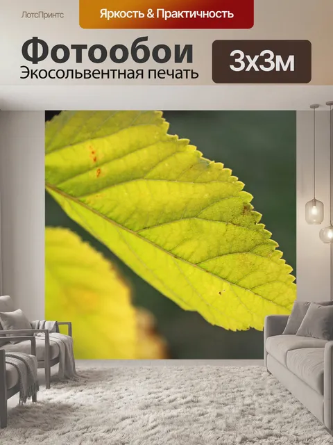 Фотообои зубчатый край пожелтевшего листа