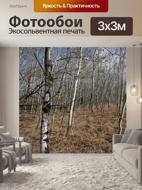 Фотообои Березы лес
