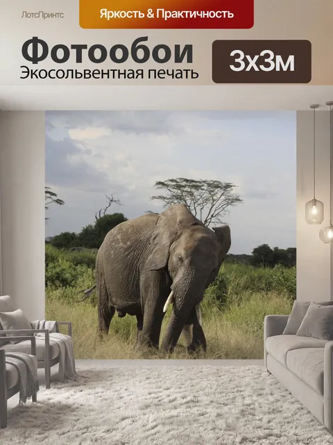 Фотообои Слон