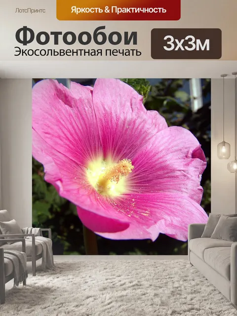 Фотообои Штокроза розовая