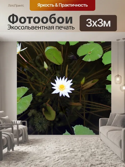 Фотообои Белый цветок лотоса