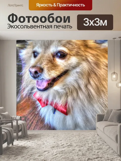 Фотообои Поморская собака