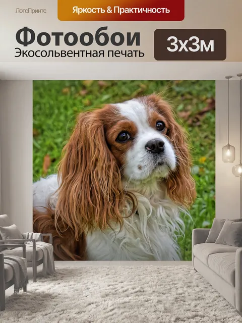 Фотообои Собака
