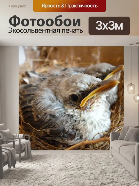 Фотообои Птица