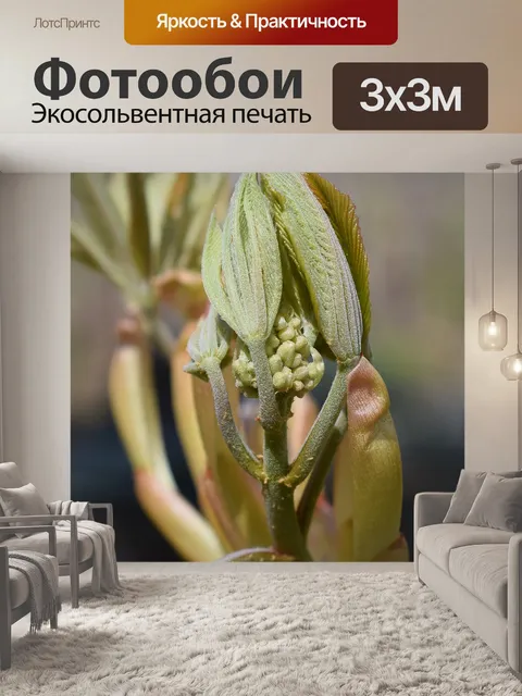 Фотообои Листья и бутон цветка
