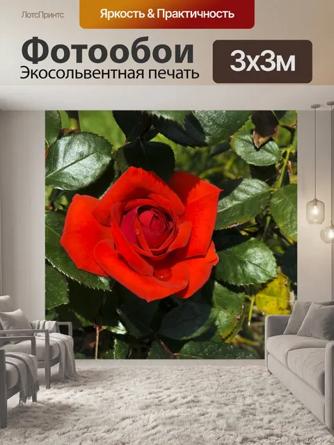 Фотообои Красная роза