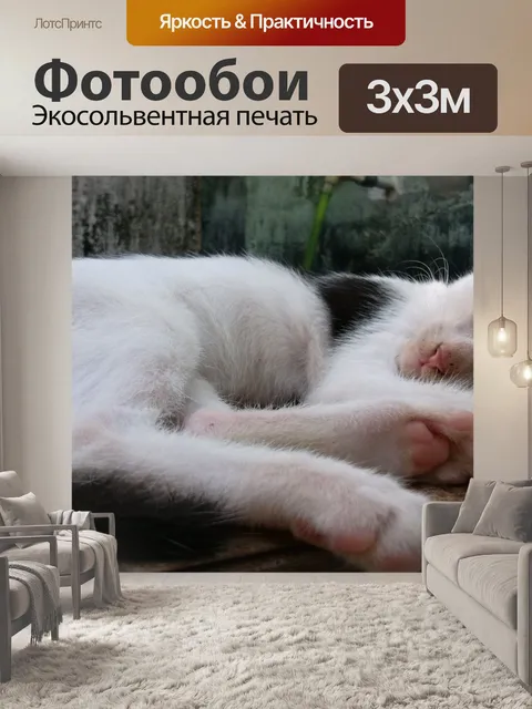 Фотообои Кошка
