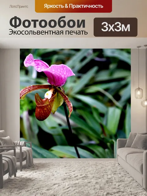 Фотообои Леди тапочка Орхидея Интанон Националь