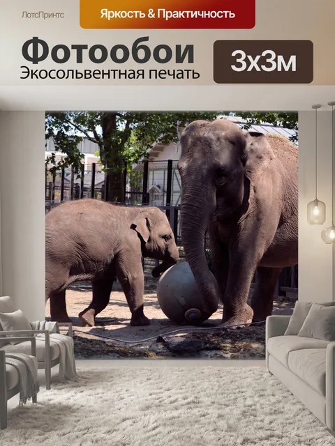 Фотообои Слон Шри-Ланки 10