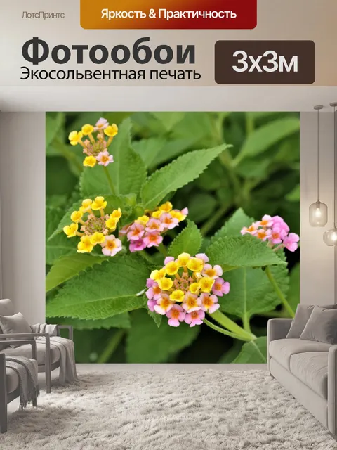 Фотообои Розовые и желтые цветы лантаны