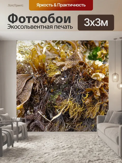 Фотообои Водоросли Натюрморт